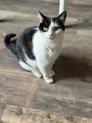 Adopter Mystie