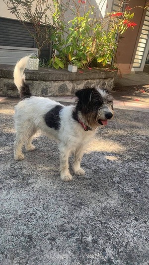 Adopter Suzette 