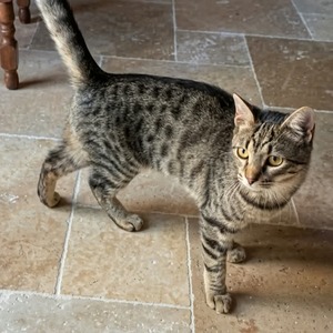 Adopter Basilic°