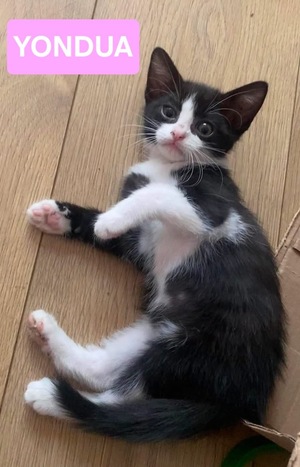 Adopter YONDUA