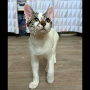 Adopter BAMBOU