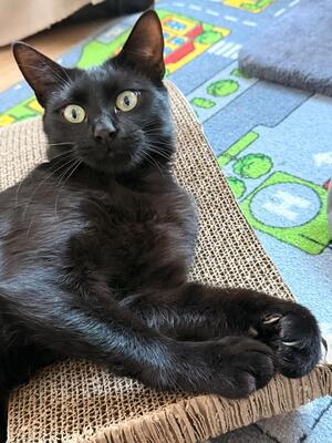 Adopter Suckie