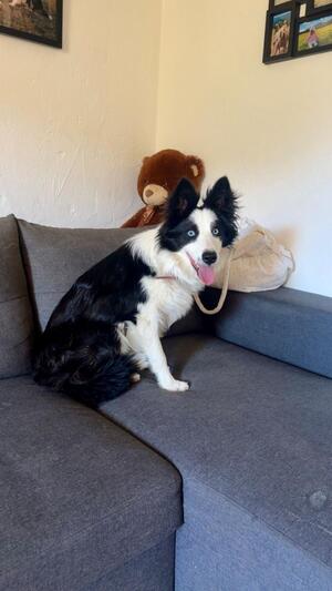 Adopter TEX