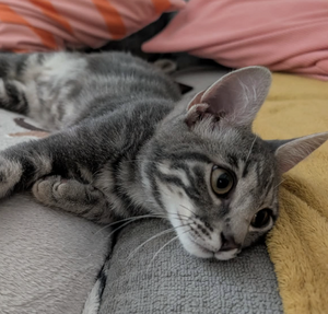 Adopter GRISOU