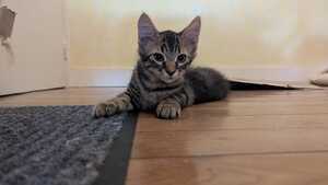 Adopter Biscotte 