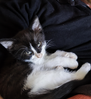Adopter Caline 