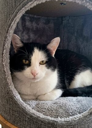 Adopter Félix
