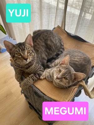 Adopter Yuji et Megumi Duo