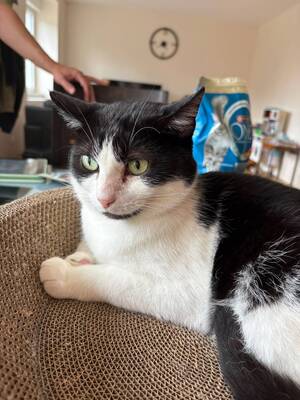 Adopter Myko