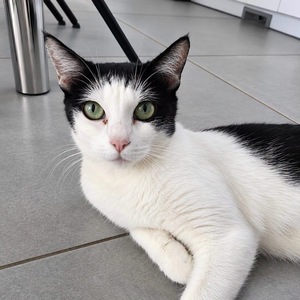 Adopter Pralinette