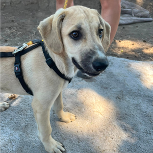 Adopter MANO