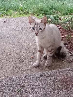 Adopter Misuki