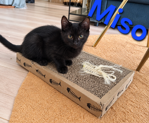 Adopter Miso 2 Mois