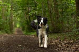 Adopter Meadow
