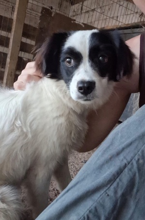 Adopter Partid