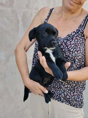 Adopter Oreo