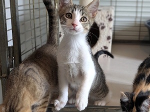 Adopter BENNY