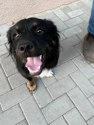 Adopter Kevin