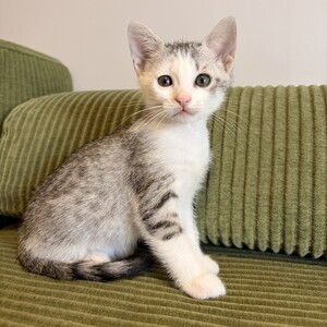 Adopter Tsuki