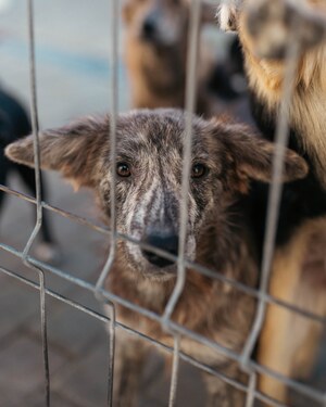 Adopter Niko