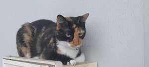 Adopter Kyara