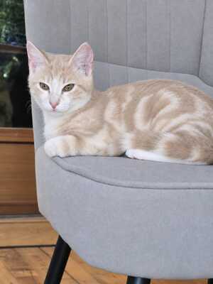 Adopter Balou
