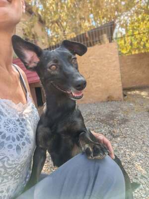 Adopter Melba