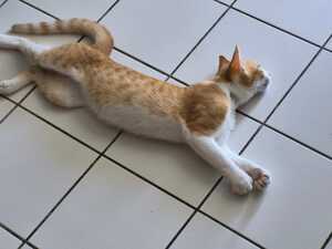 Adopter GINGER