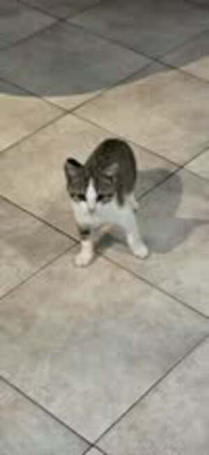 Adopter Loki