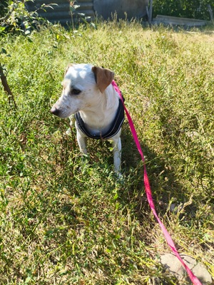 Adopter HARRY, de Ukraine