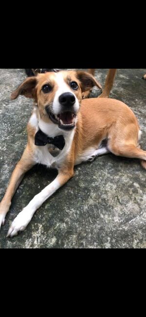 Adopter Bisotte
