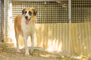 Adopter BESS