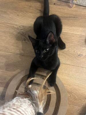 Adopter Mouwnny 