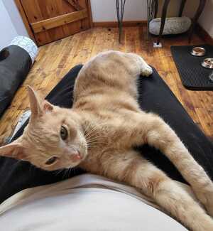 Adopter Breton 