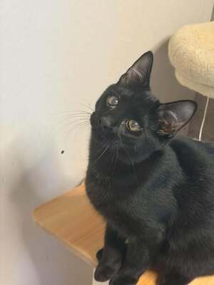 Adopter Brindisi