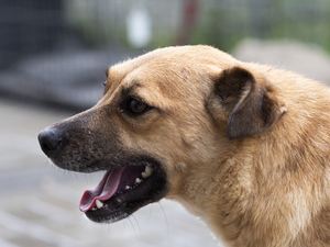 Adopter Hoa