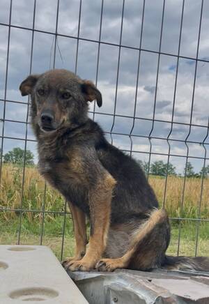 Adopter JOY