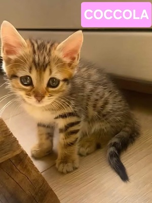Adopter COCOLA