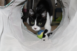 Adopter Banjo
