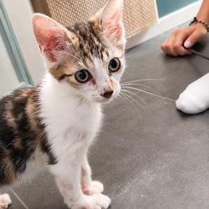 Adopter JIMBO