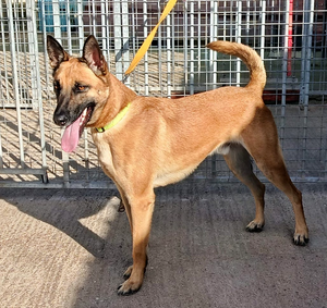 Adopter Ares
