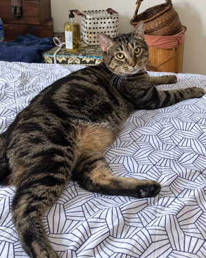 Adopter Pikachu