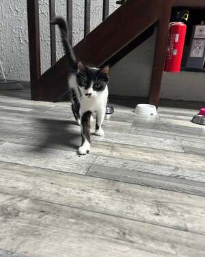 Adopter Billiejean