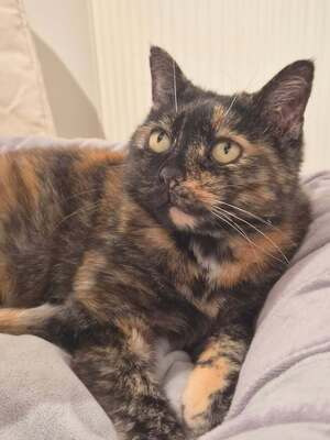 Adopter Duchesse