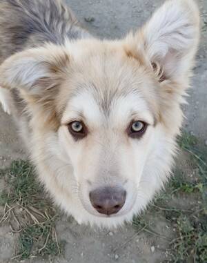 Adopter Brandy