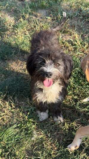 Adopter Bouloche