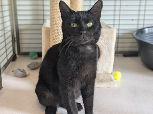 Adopter Brio