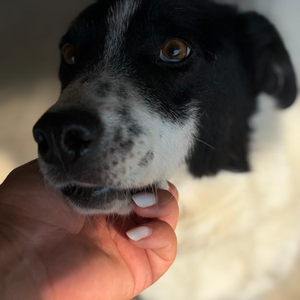 Adopter MARINA