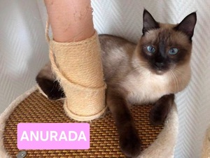 Adopter ARUNDATI ET ANURADA