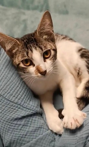 Adopter Bretzel
